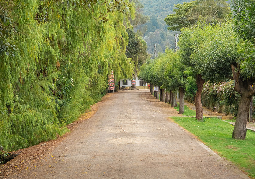 Camino de árboles en Guaymaral Plaza